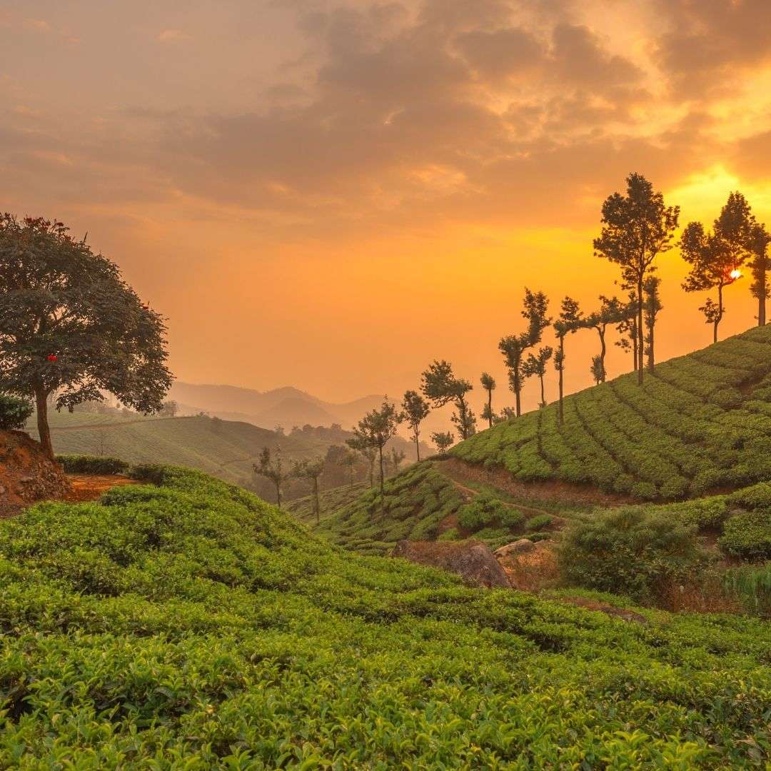 Kerala Honeymoon Packages: The Ultimate Guide to an Unforgettable Experience