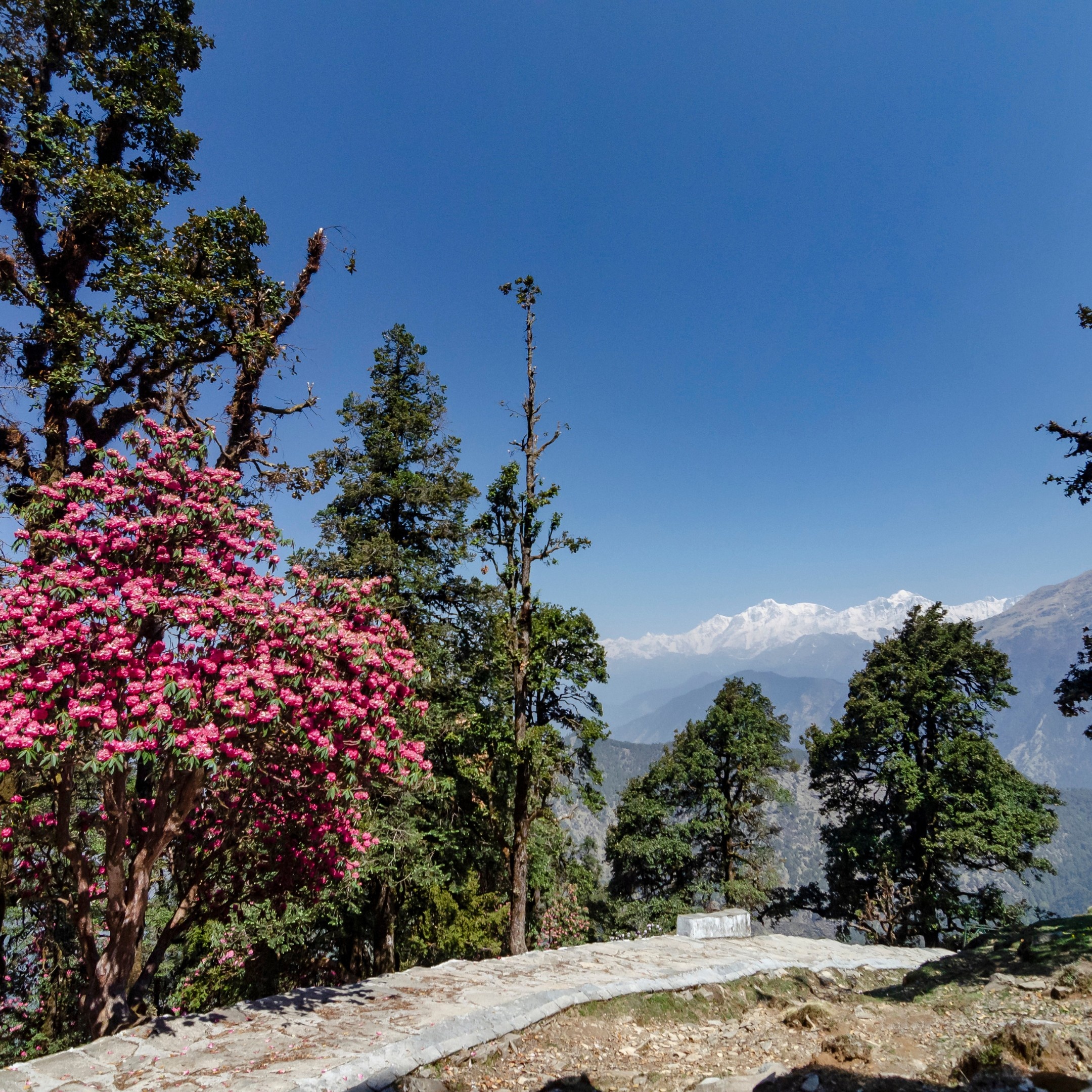 chopta-uttarakhand