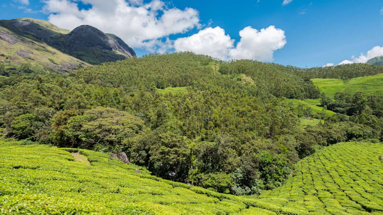 Eravikulam National Park
