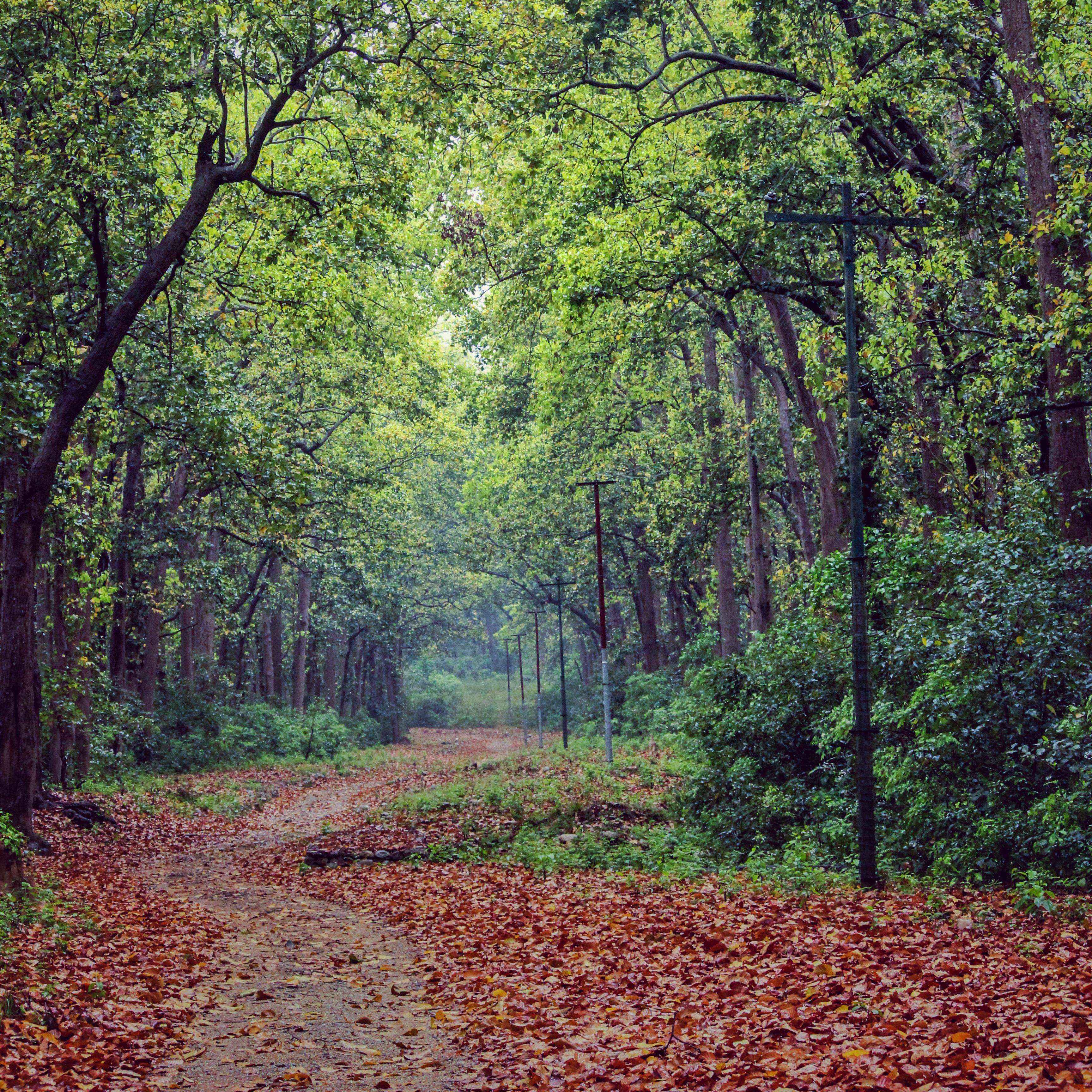 jim-corbett-ticketstotrip