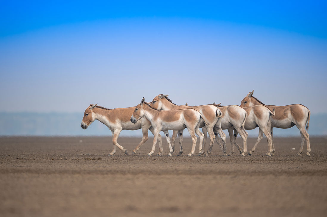 little-rann-of-kutch