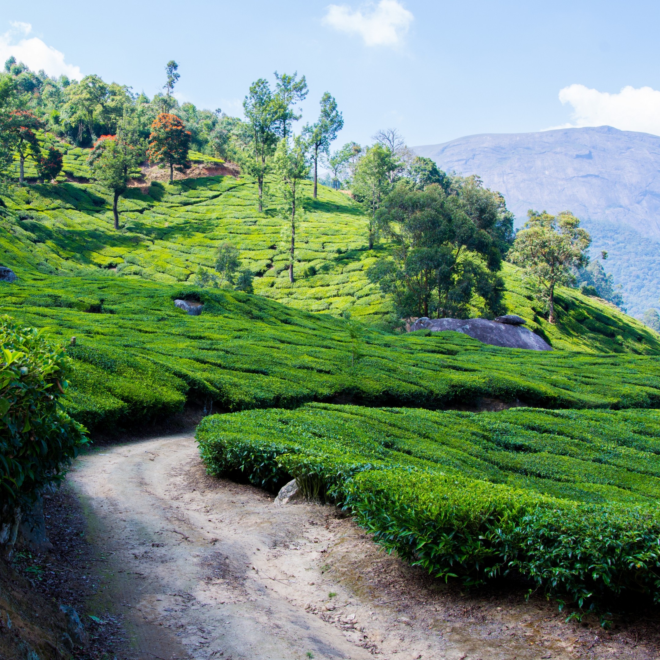 munnar