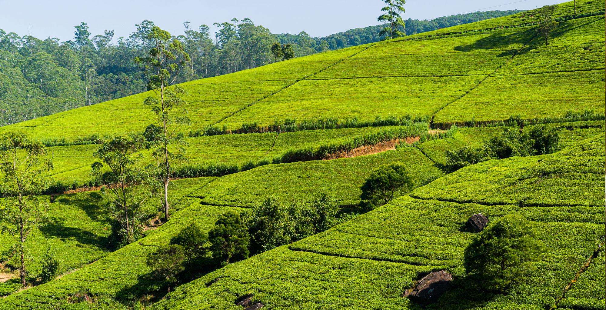 Wayanad Tourist Places To Visit