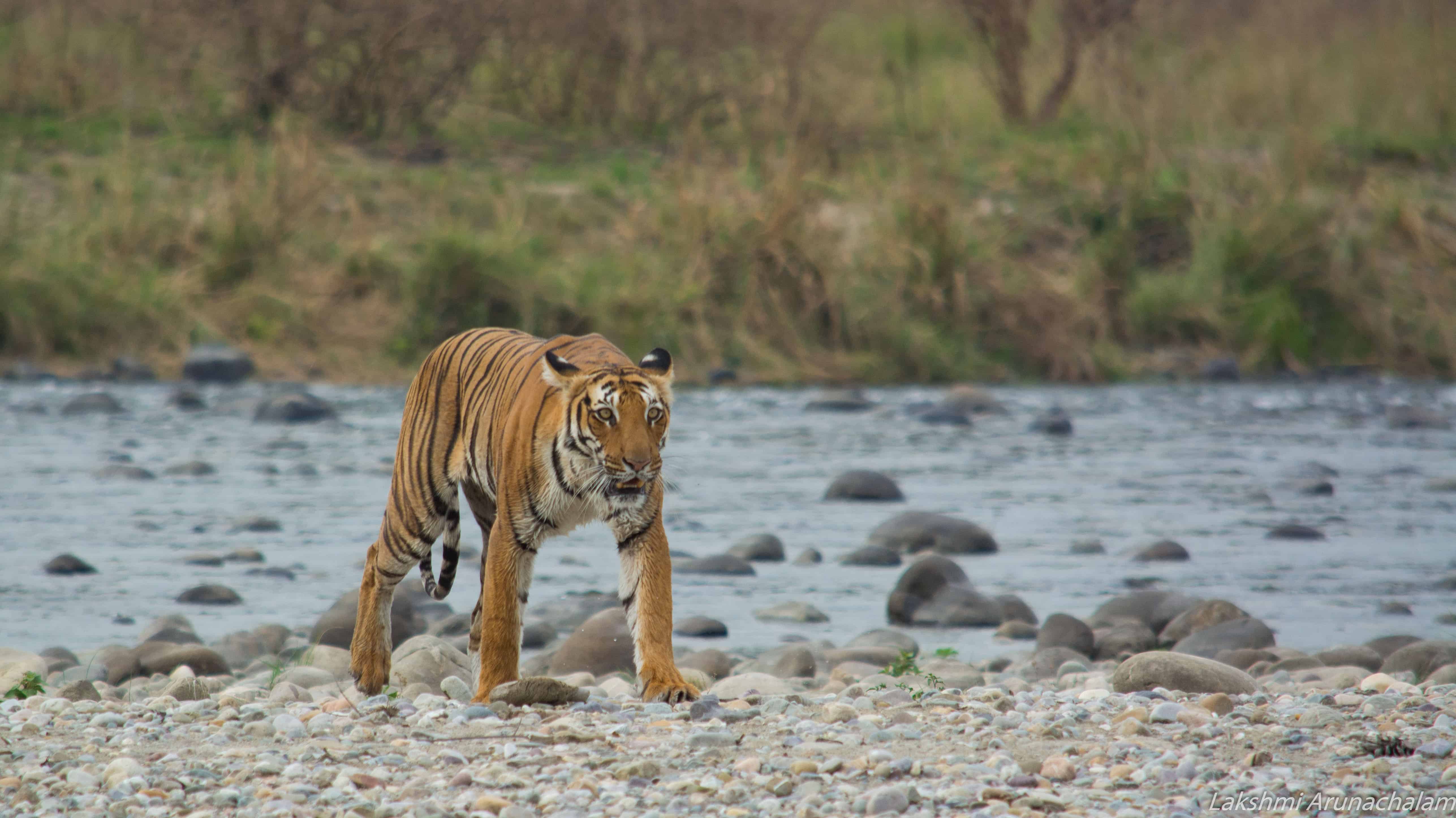 tigers-jim-corbett-national-park