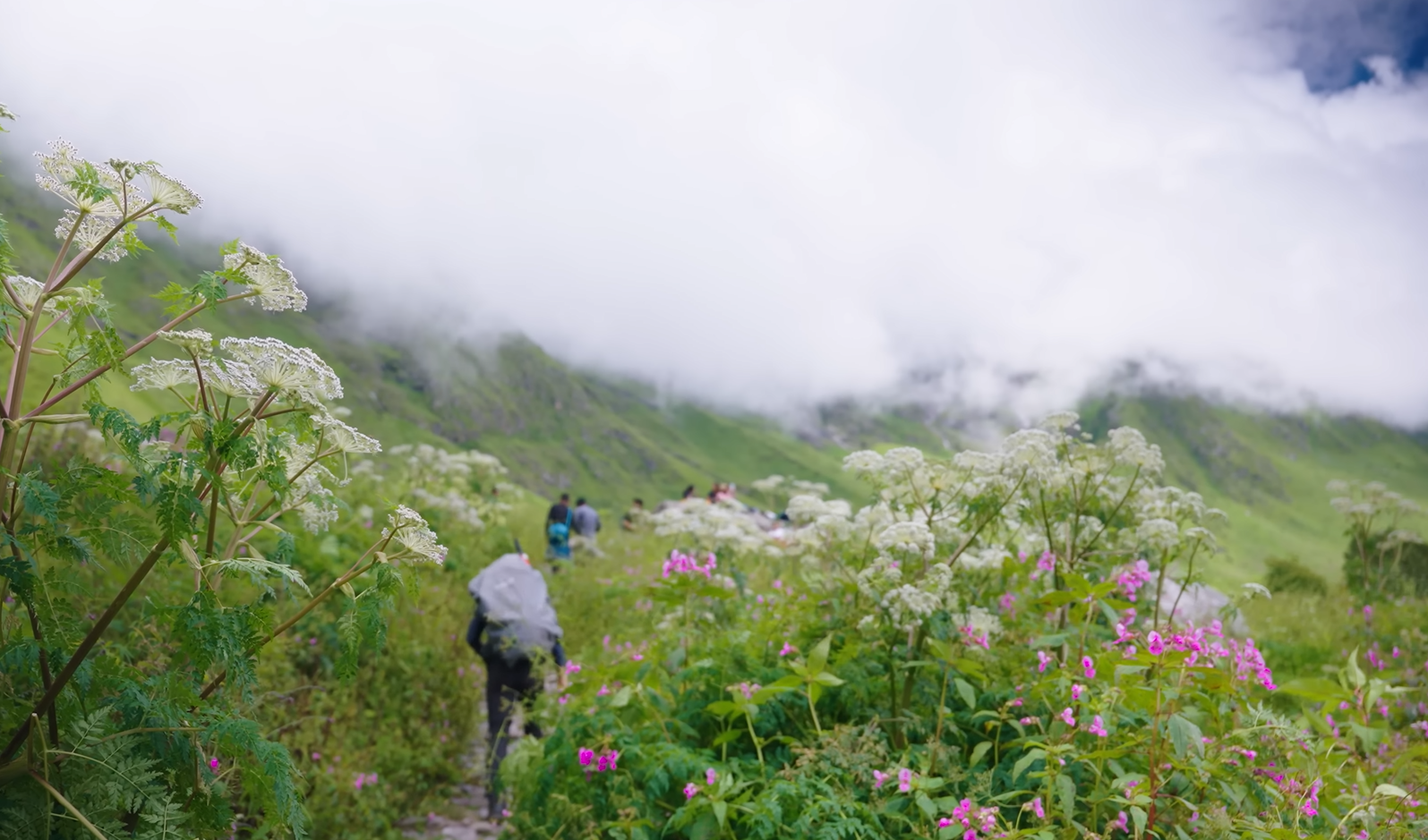 Complete Guide to the Valley Of Flowers Uttarakhand