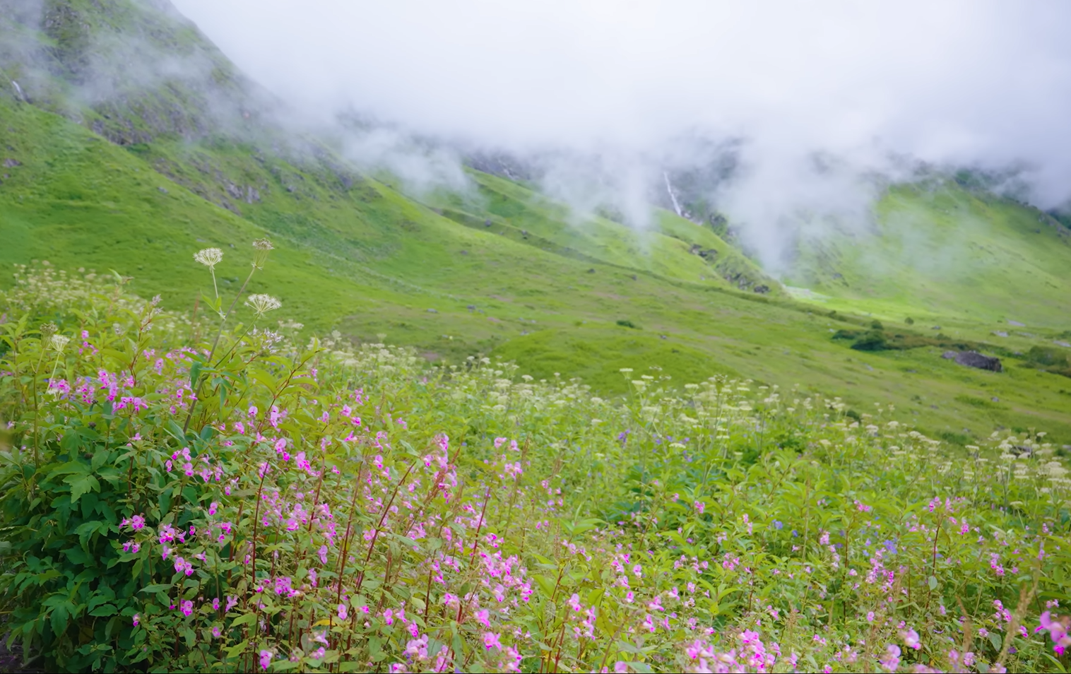 valley-of-flower4