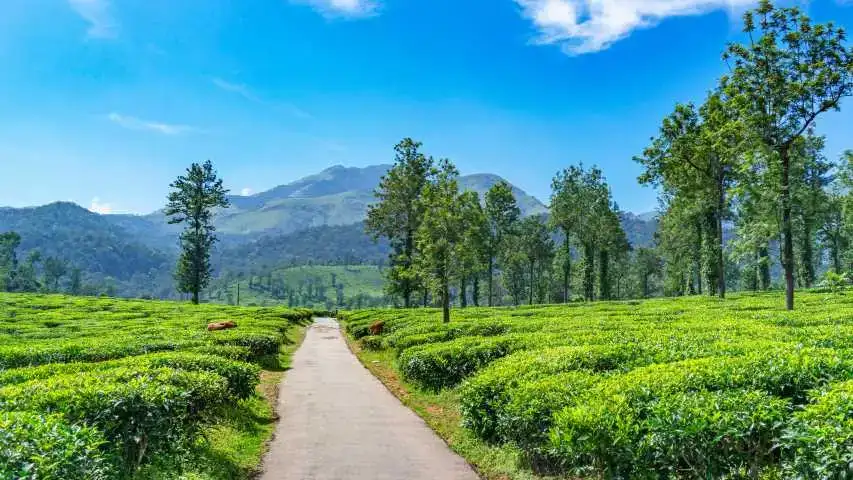 Best Places To Visit In Wayanad For Couples