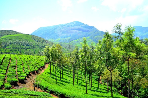 Munnar, Kerala (South India) - The Tea Garden Paradise