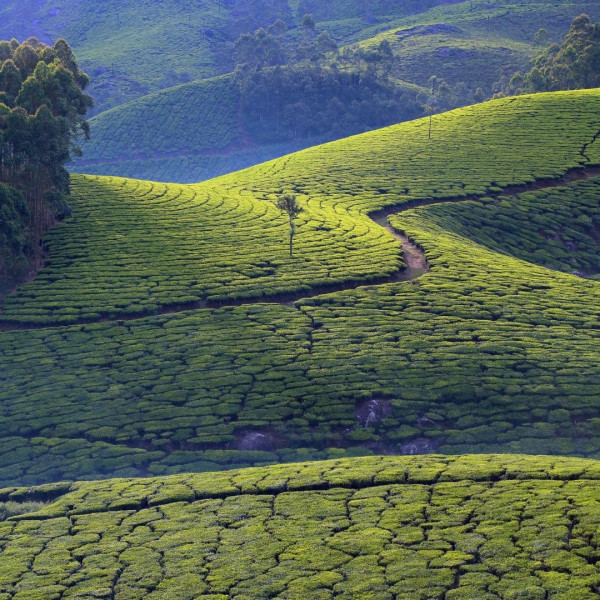 Munnar, Kerala 