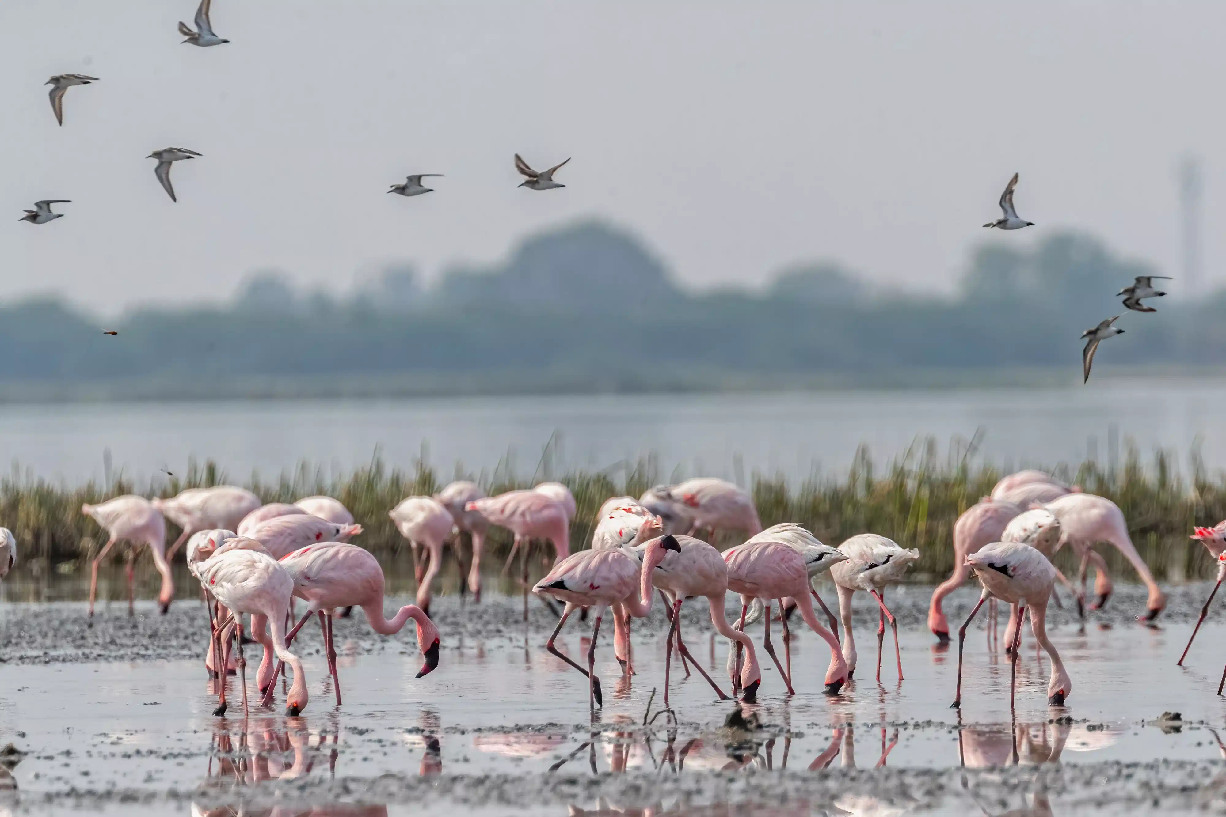 Bharatpur