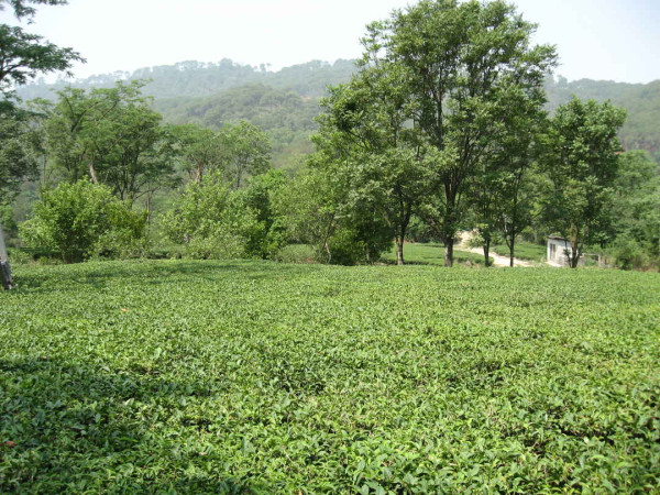 daranag himachal pradesh