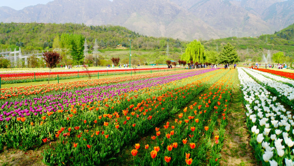 Indira Gandhi Memorial Tulip Garden, Srinagar