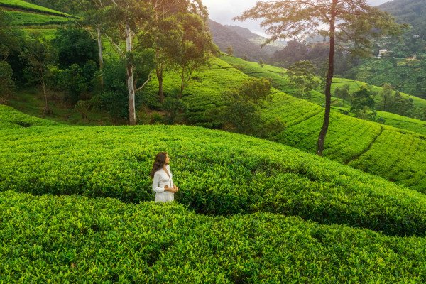 Top 15 Romantic Honeymoon Destinations in India for 2025  