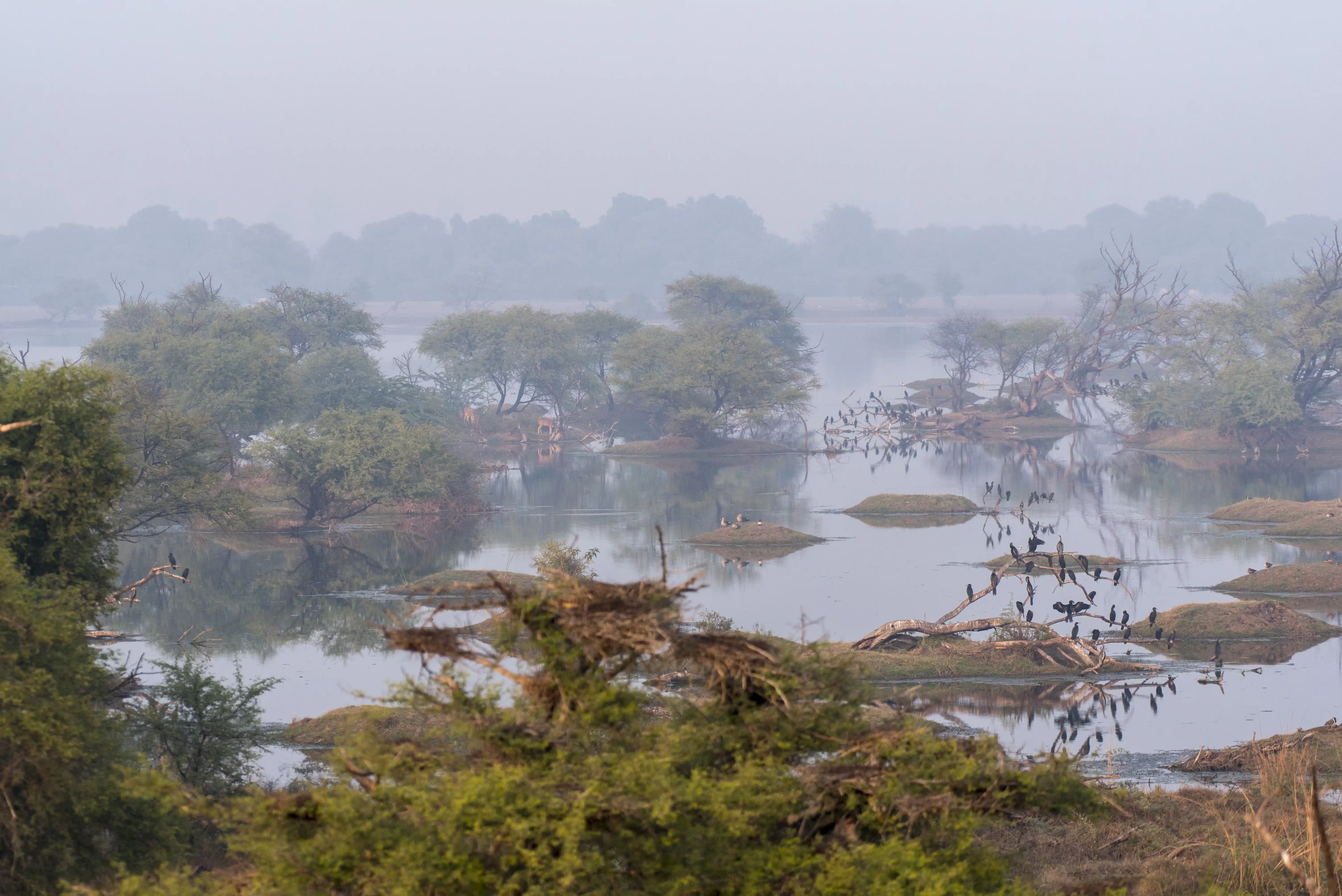 Migratory birds flying over the wetlands of Keoladeo National Park in Bharatpur