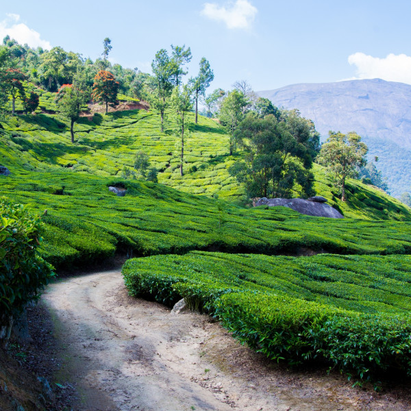 munnar kerala 