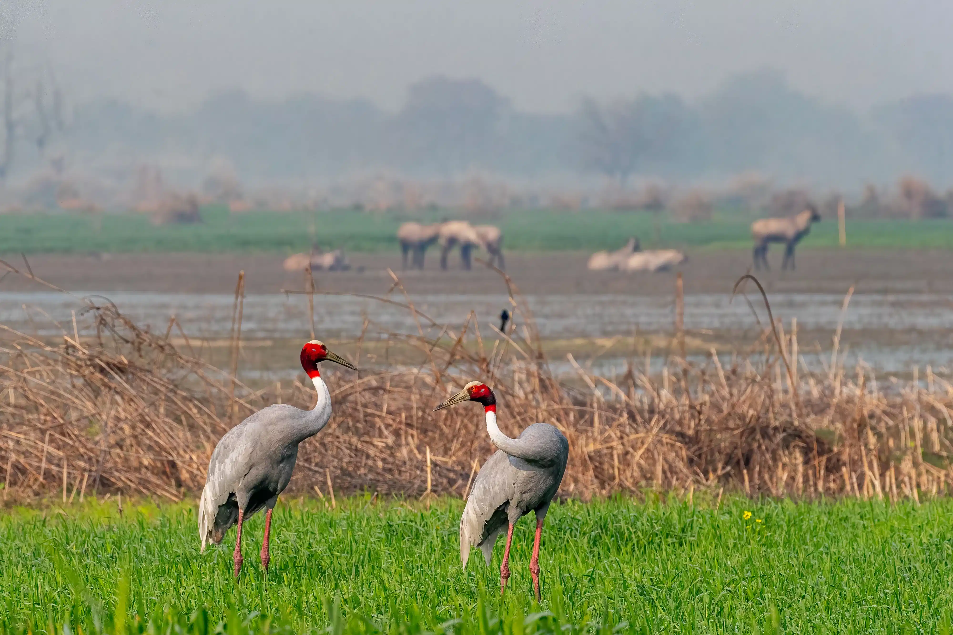 Siberian crane and migratory birds at Keoladeo National Park in winter
