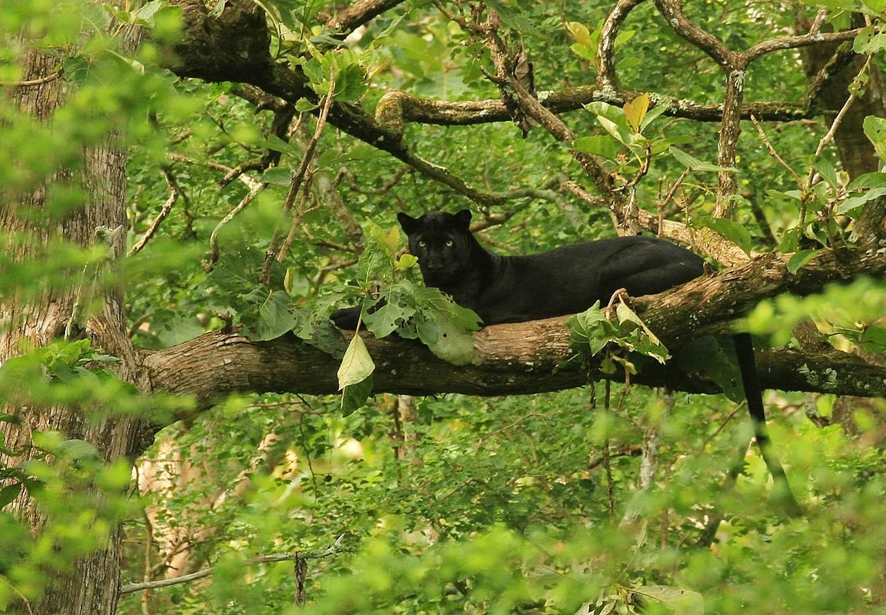 4-night-5-days-tour-package-of-kabini-and-mysore-JustWravel-1597394274
