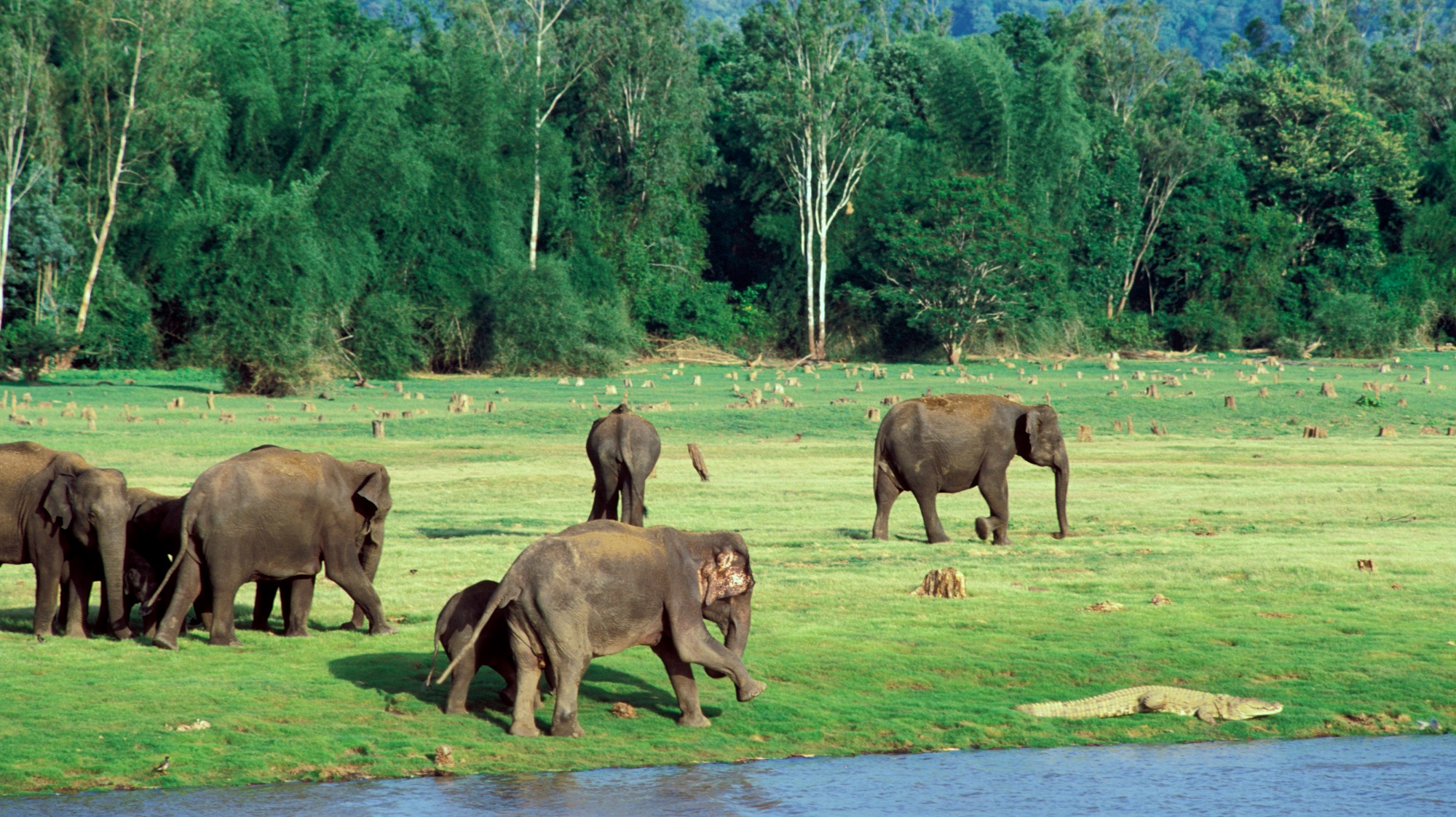 Ele-and-croc_Kabini_SD