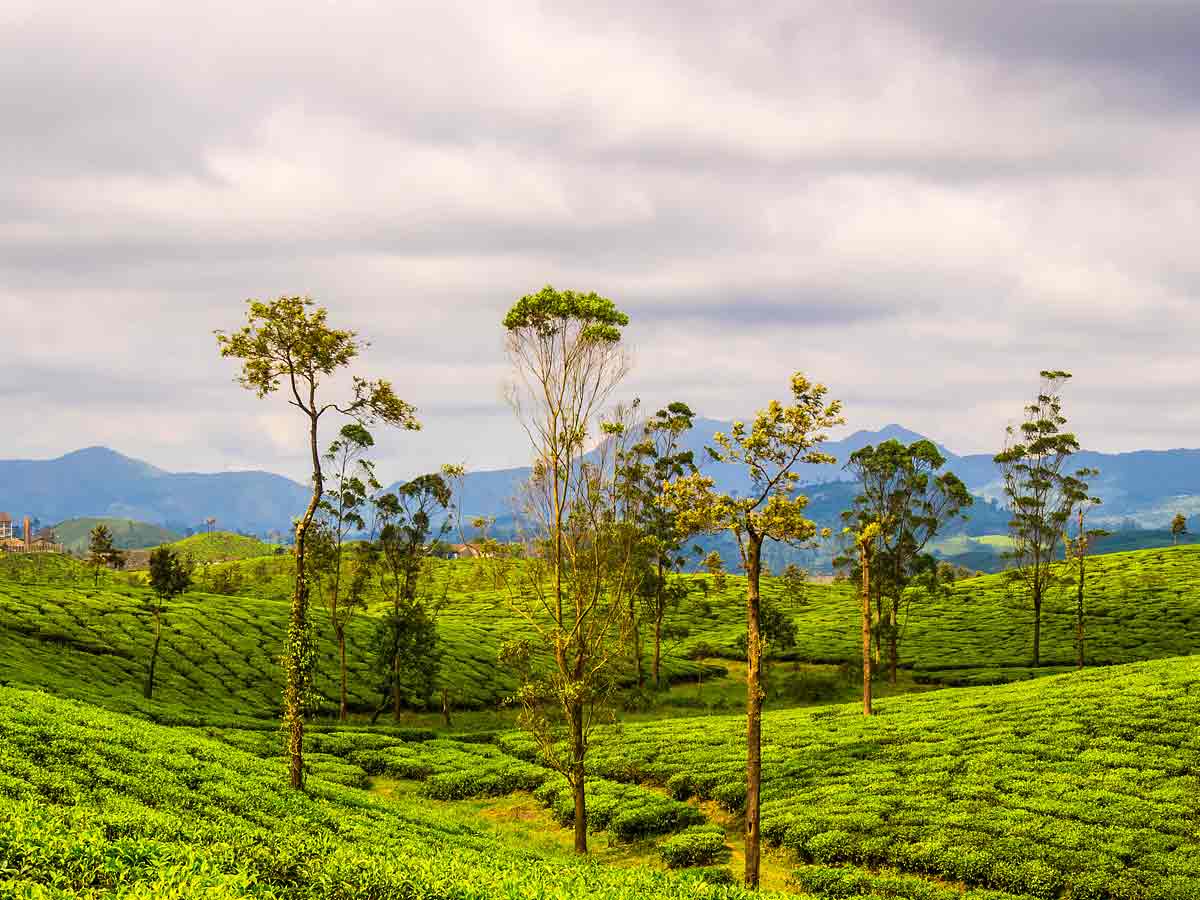 Valparai-1200x900@wikipedia