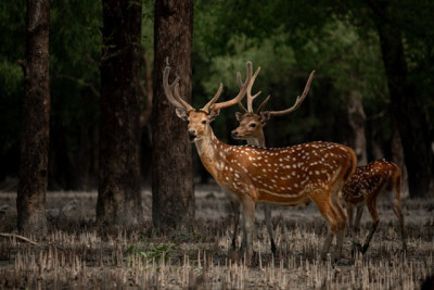  West Bengal